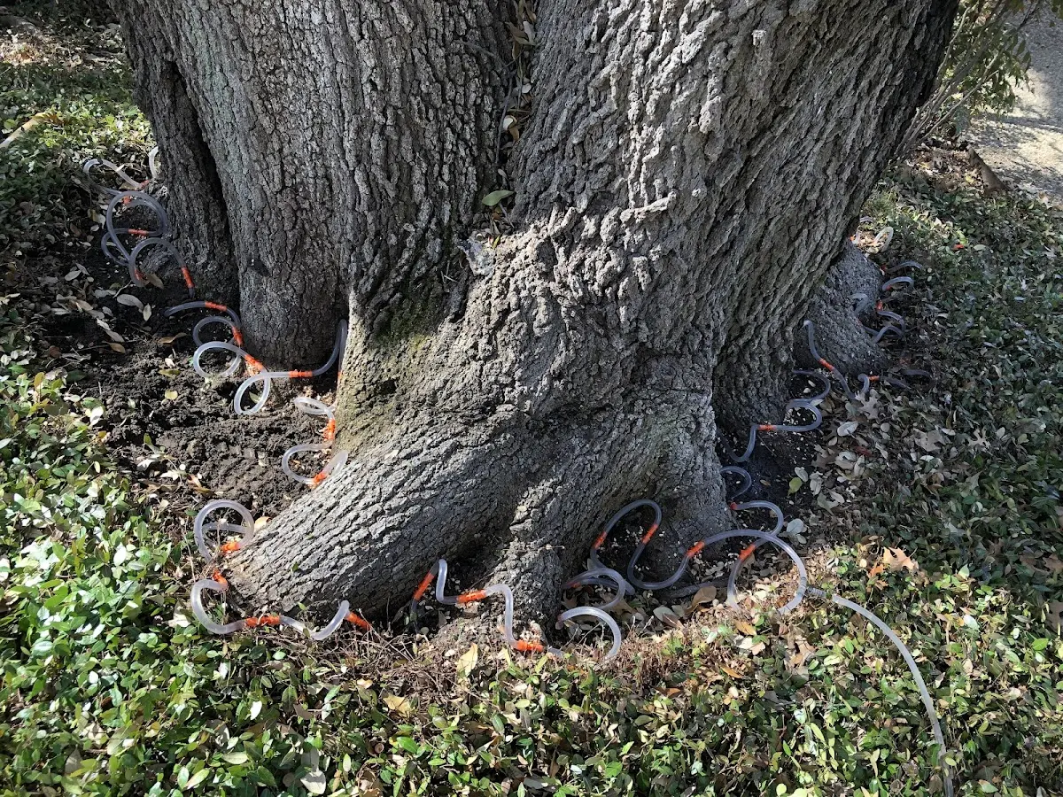 Detailed Tree Cabling and Bracing job site in Serafina