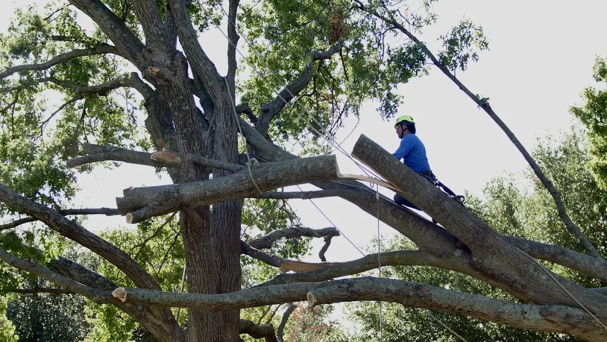 Professional Hazardous Tree Removal performed by certified arborists in Serafina